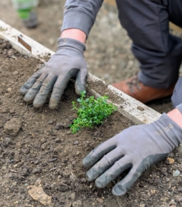 ... and lightly presses the soil down around the plant. The plants are equally spaced about a foot apart.