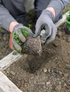 Josh removes the plant from its pot and teases the roots to stimulate growth.