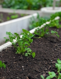 Ryan and Josh plant more parsley in another bed, this from Bonnie Plants. It will be some time before this crop is ready to harvest, but it will be great in my daily green juice. There’s nothing like the taste of fresh organic vegetables from one’s own garden.