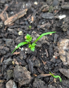 And here is a carrot plant also recently planted from seed earlier this month. I like to make sure we keep track of what varieties grow well, so I know what to use again.