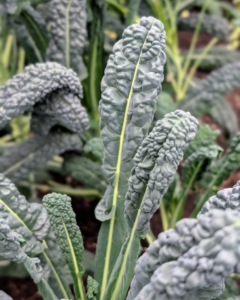 On one side of a bed is a mature crop of kale. Kale is related to cruciferous vegetables like cabbage, broccoli, cauliflower, collard greens, and Brussels sprouts. There are many different types of kale – the leaves can be green or purple in color, and have either smooth or curly shapes.