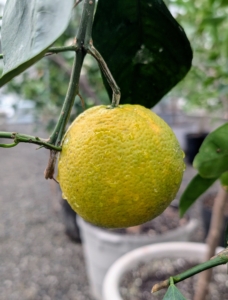 The navel orange is a variety of orange with a characteristic second fruit at the apex. This variety developed by a mutation in an orange tree, and first appeared in the early 19th century.