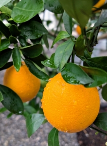 Citrus plants dislike abrupt temperature shifts and need to be protected from chilly drafts and blazing heaters. Dwarf citrus trees require at least eight to 12 hours of full sunshine and good air circulation to thrive.