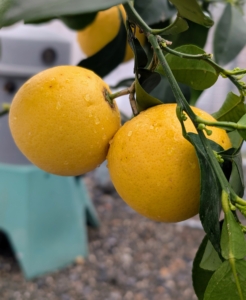 And these are ruby grapefruits, known for their vibrant color and high lycopene content.