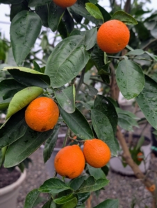 These are Minneola tangelos. These fruits are a cross between a grapefruit and tangerine. The skin of the tangelo is typically bright orange and juicy, with a sweet-tart taste.