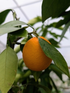 Blood oranges are known for the deep blood-red color of their segments. The fruit gets its pigment from the antioxidant anthocyanin, which is also found in raspberries and cherries. Depending on the variety, the blood orange can be sweet or tart.