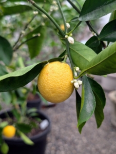 The Valencia orange is a sweet orange variety named after the well-known oranges in Valencia, Spain. They are juicy and have a sweet and tangy flavor.