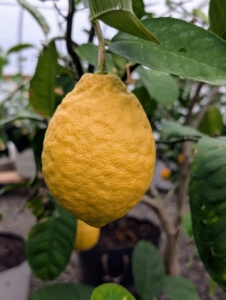 And this is a beautiful Citrus limon ‘Ponderosa’ or ‘American Wonder Lemon.' The plant produces a thick mass of highly fragrant flowers, which become tiny lemons. The lemons get bigger and bigger, often up to five pounds and bigger than the palm of one's hand.