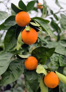 Citrus trees also prefer to be kept in humid environments.