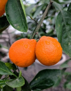 My gardeners check the citrus house every day to look at the condition of the plants, water or feed them if needed, and pick any fruits when they’re ready.