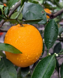 It is actually quite easy to grow citrus indoors as long as it can be kept in a sunny windowsill or in a bright corner of a room. Hope this inspires you to try it and enjoy your own juicy, nutritious citrus fruits.