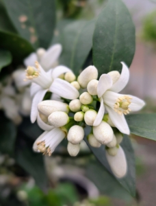 Citrus flowers are either solitary or clustered – and one can practically smell their beautiful aroma.