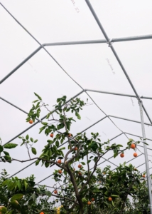 In my hoop house, I am able to take advantage of vertical space, propping up some specimens on tree stumps to maximize storage while also keep trees from touching.