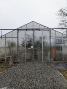 My citrus hoop house is located along the carriage road not far from my chickens. The citrus will stay in this structure for about seven months until the temperatures outside reach close to 70-degrees Fahrenheit.