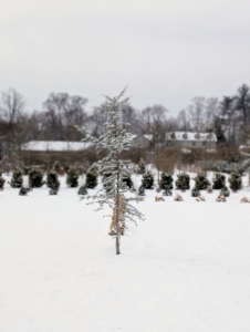 Here is one of three Blue Atlas Cedars sent by a devotee this summer. It is planted in the north end of my living maze.