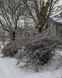 And look at this mature azalea. In spring, it is filled with bright pink blooms - now, its branch tips are white with snow.