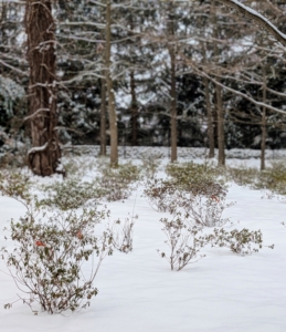 Azaleas go dormant during winter, allowing them to tolerate the colder temperatures more easily.