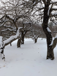 These apple trees are original to the farm. I call them my "ancient" apples. They still produce an abundance of fruit in the fall.