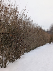 The privets are holding strong this winter. They do not need any added protection. In fact, they serve as a strong windbreak for other more sensitive evergreens in my maze.