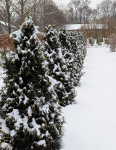 All the evergreens in this maze are doing well. I am looking forward to planting more rows come spring.