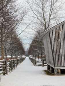 This corn crib has been here since I purchased the farm. Located near my Winter House and long pergola, it’s become a favorite photo for guests. The allée of lindens runs perpendicular to the Boxwood Allée that leads to my stable. The snow also piled on the 100-year old white spruce fencing I purchased in Canada.