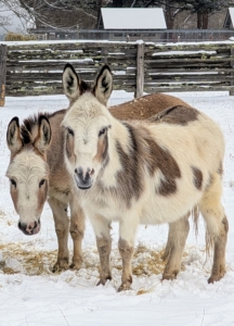 My donkeys, Truman "TJ" Junior and Jude "JJ" Junior don't seem to mind the winter weather at all. Here they are snacking on hay at the manger.