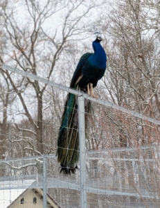 Watching all the activity - my handsome peacock. This is one of my "blue boys" perched on the fence top - he has quite a view.