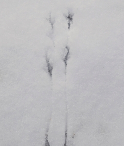 Tracks in the snow - I wonder what kind of feathered friend made these.