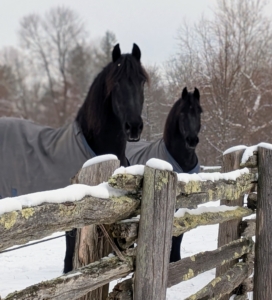 And here are my big gorgeous Friesians, Hylke and Geert. They would always choose time in the great outdoors regardless of the season.