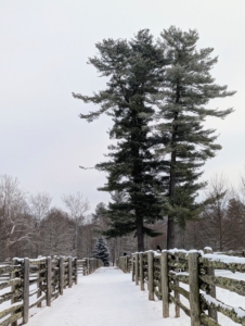 Hard to miss the stand of eastern white pine trees, Pinus strobus. They can be seen from many vantage points at the farm. A lot of snow had melted by afternoon. Let's see what the next storm brings.