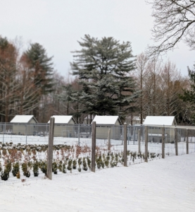 The snow clearly marks the rooftops of all my chicken coops.