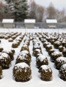 Nearby are the young boxwood shrubs in what I call the "nursery." These small shrubs were planted as bare root cuttings. Now they are about a foot tall and just as wide. I will nurture them for several years before transplanting them to their more permanent locations.