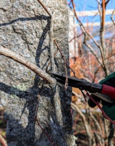 Pruning blueberries is an essential chore for several reasons. Proper pruning maintains an open growth habit, opens the center of the plant to sunlight, and reduces disease. Annual pruning also maintains productivity by encouraging the growth of new fruit-producing stems.