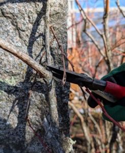 Most of the job can be done with garden pruners. Everyone on my crew has a pair. Here, Ryan cuts a dying branch.