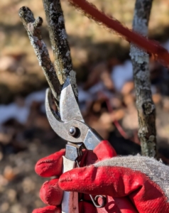 When pruning, it's the four Ds that are removed - dead, diseased, damaged, or deranged branches. The stems are cut off all the way to where they join a thicker branch.