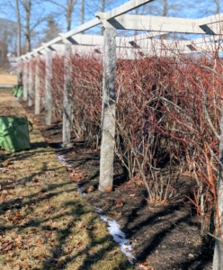 Now the blueberries are bare of foliage and any fruit. It's the best time to do some pruning and grooming.