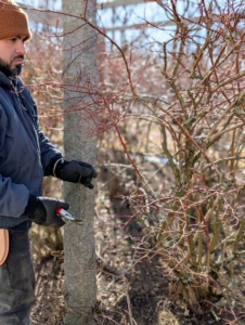 Adan occasionally stops to look at the work he has done and assess where else the bush needs trimming. The goal of good blueberry pruning is to remove enough old growth to encourage the production of new.