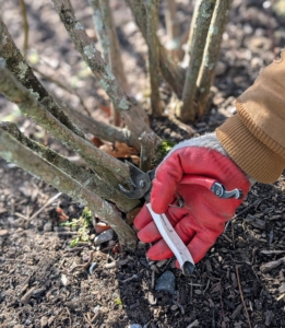 At the base, blueberry bushes have multiple canes growing directly out of the soil in clumps. The canes or branches are smooth and thornless. When pruning, cut about one-third of the branches all the way down to the ground to stimulate new stems to emerge from the roots.