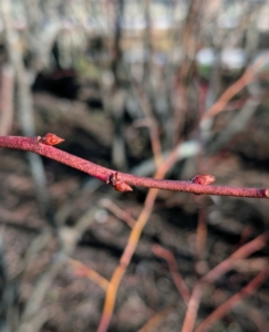 In winter, flower buds are easily visible on one-year-old wood and their numbers can be adjusted by pruning to regulate the crop load for the coming year. New growth shows visible swelling of the flower buds. It also indicates good healthy plants. This stage can tolerate cold temperatures.