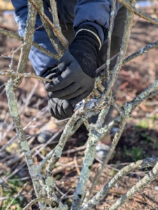 He goes through each bush carefully as he prunes.