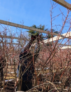 Here, Adan cuts branches that are too tall.