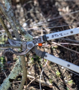 Thicker canes are removed with our sharp STIHL precision bypass loppers.