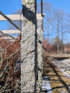 The posts are the same 18th-century Chinese granite uprights I use for the clematis pergola, my apple espaliers, and my raspberry bushes.