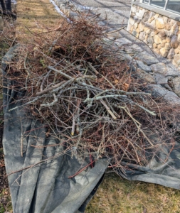 Here’s just one load of pruned branches ready to be taken to our chipping pile.