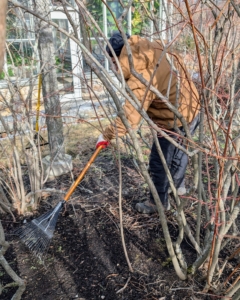 Phurba rakes up any debris in between the rows.