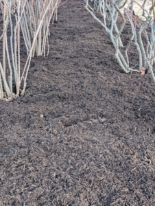 The middle of the rows look so much better – no more overcrowding. And they look so tidy top dressed with nutritious composted mulch. Blueberry shrubs are actually extremely hardy. Some varieties survive down to minus-35 degrees Fahrenheit. In fact, blueberries need a set number of hours below 45-degrees in order for their flower buds to open and produce berries. Without ample cold weather, blueberries do not produce fruit.