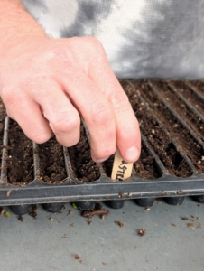 Ryan places a marker into one of the cells, so it is clear what variety is growing in what tray.