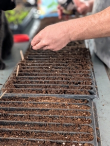 Slowly, Ryan drops the seeds evenly into each compartment.