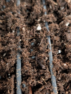 Look closely and see the seeds in a row. It is good to start larger onions from seed, so they can be harvested the same year.