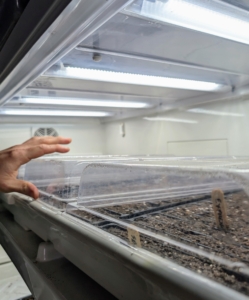 And then placed into my Urban Cultivator growing system - it has water, temperature and humidity all set-up in the refrigerator like unit. He covers the trays with plastic humidity domes until germination begins. Once established, the trays will be moved out into the greenhouse where they will remain until they are ready to be separated and transplanted into the ground.